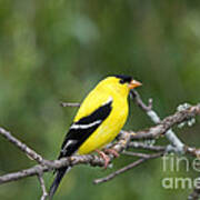 American Goldfinch #24 Poster
