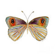 24 Argyrophenga Butterfly Poster