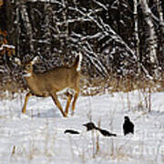 White-tailed Deer #25 Poster