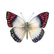 27 Magenta Tip Butterfly Poster