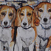3 Amigo Beagles Poster