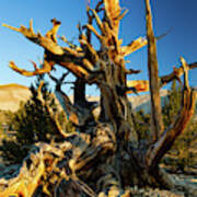 Ancient Bristlecone Pine Forest #3 Poster