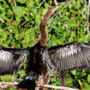 Anhinga Anhinga Anhinga Drying Plumage #3 Poster