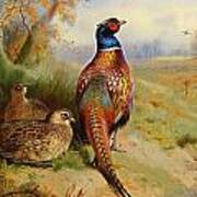 Pheasant At The Edge Of The Wood Poster