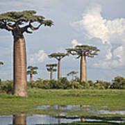 Baobab Trees Adansonia Digitata #3 Poster