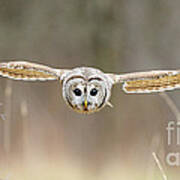 Barred Owl In Flight #5 Poster
