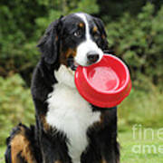 Bernese Mountain Dog #3 Poster