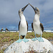 Blue-footed Booby Pair Courting #3 Poster