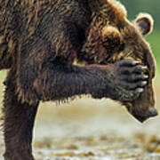 Brown Bear, Katmai National Park, Alaska #3 Poster