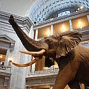 Bull Elephant In Natural History Rotunda Poster