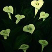 Calla Lilies Poster