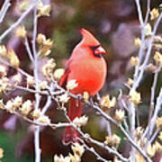 Cardinal #1 Poster