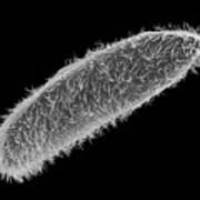 Ciliated Protozoan (paramecium Sp.) #3 Poster