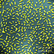 E. Coli Bacteria Sem #3 Poster