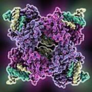 Enzyme Catalysing Dna Recombination #3 Poster