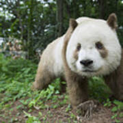 Giant Panda Brown Morph China #3 Poster