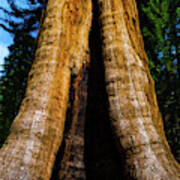 Giant Sequoia Tree In A Forest, Sequoia #3 Poster