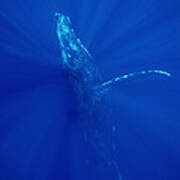 Humpback Whale  Maui Hawaii #3 Poster