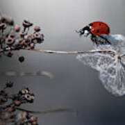 Ladybird On Hydrangea. #3 Poster