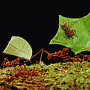 Leafcutter Ants Carrying Leaves French #3 Poster