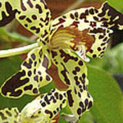 Leopard Orchids Poster