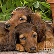 Long-haired Dachshunds Poster