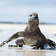 Marine Iguana Tortuga Bay Galapagos #3 Poster