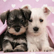 Miniature Schnauzer Puppies #3 Poster