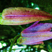 Orchid-dendrobium Buds Poster
