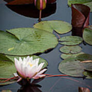 Pink Water Lily #3 Poster