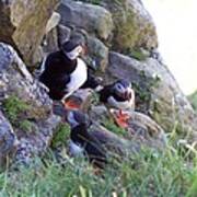 3 Puffins Poster