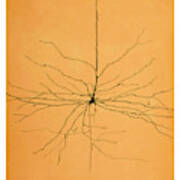 Pyramidal Cell In Cerebral Cortex, Cajal Poster
