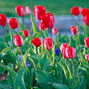 Red Tulips #3 Poster