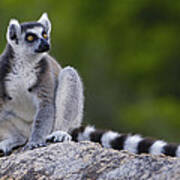 Ring-tailed Lemur Portrait Madagascar #3 Poster