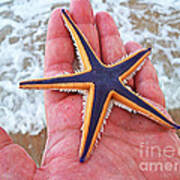 Royal Starfish - Ormond Beach Florida Poster