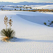 Soaptree Yucca In Gypsum Sand White #3 Poster