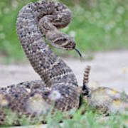 Western Diamondback Rattlesnake #3 Poster