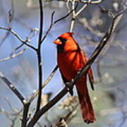 3477-006- Northern Cardinal Poster