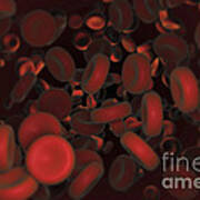 Red Blood Cells #35 Poster