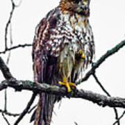 Red-tailed Hawk #36 Poster