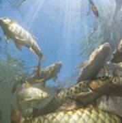A Large School Of Mahseer Fish #4 Poster