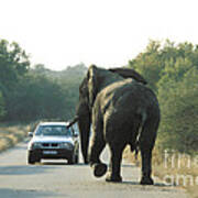 African Elephant #4 Poster