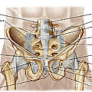 Anatomy Of Human Pelvic Bone #4 Poster