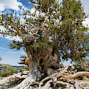 Ancient Bristlecone Pine Forest #4 Poster