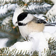 Black-capped Chickadee #4 Poster