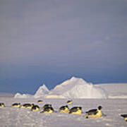 Emperor Penguins Tobogganing Antarctica #4 Poster