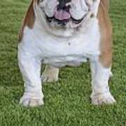 English Bulldog #4 Poster