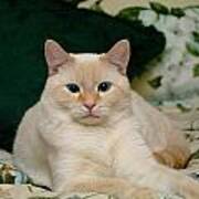 Flame Point Siamese Cat #4 Poster