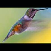 #hummingbird #bird #nature #4 Poster