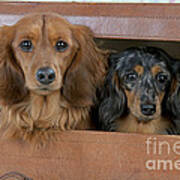Miniature Long-haired Dachshunds #4 Poster